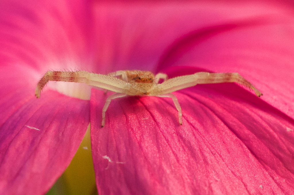 rab spider waiting for visitors to the Oxalis