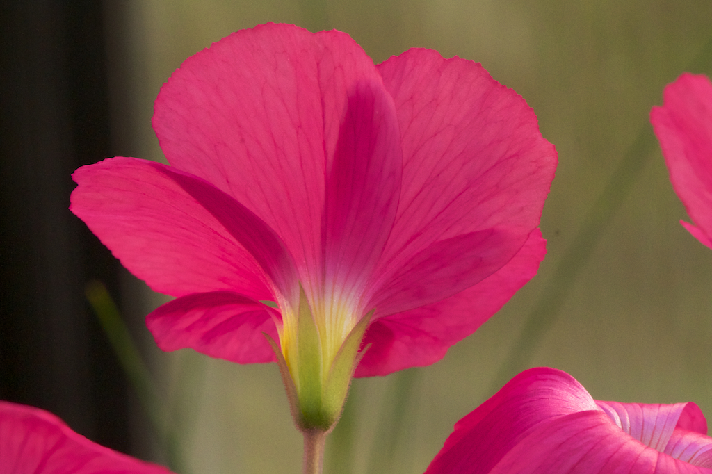Oxalis bowiei from the back