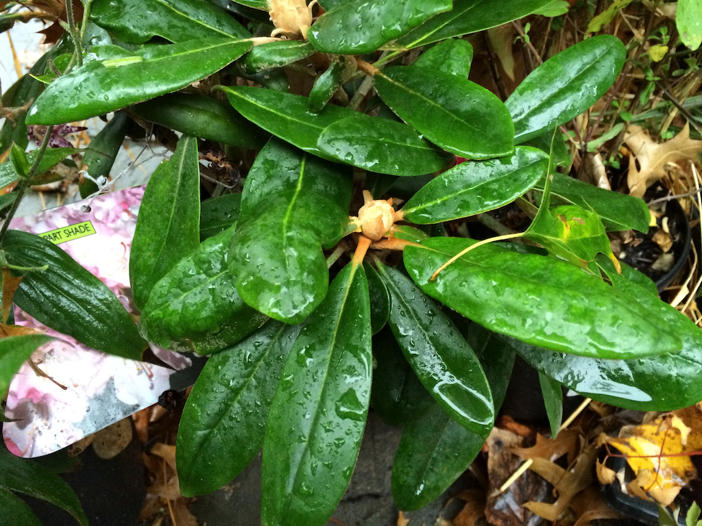 Rhododendron yakushimanum 'Crete'
