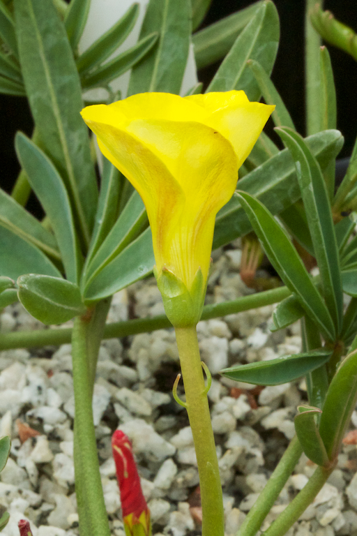 Oxalis flava - yellow
