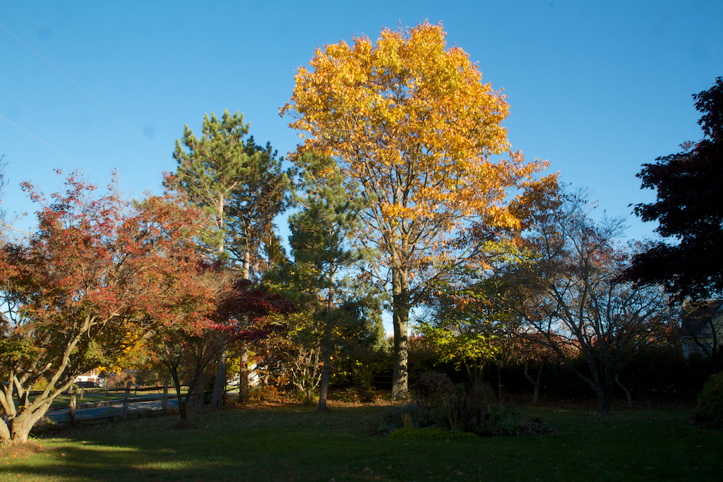 Red Oak in the front yard
