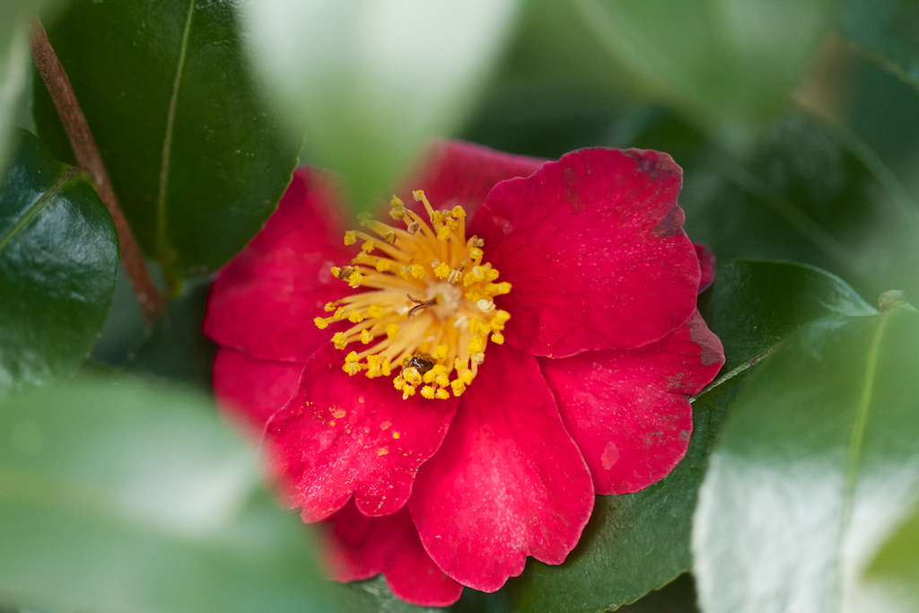 Red Camellia sasanqua still in blossom