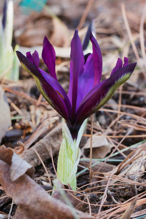 Iris histroides 'George'