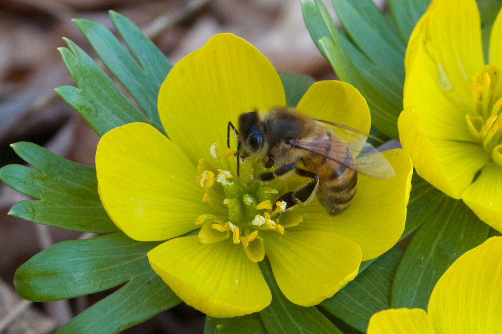 Winter Aconite (Eranthis hyemalis) with early Bee