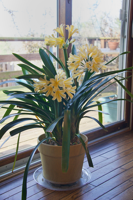 Yellow Clivia in the dining room