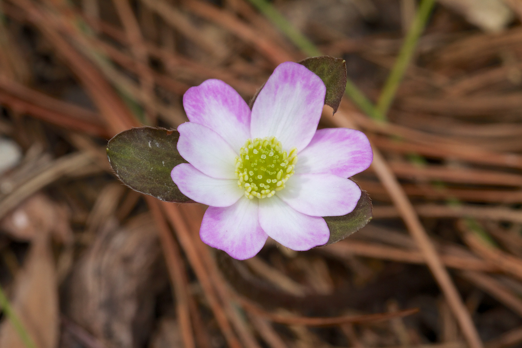 Hepatica japonica 'Hillside Pink-White Seedling'