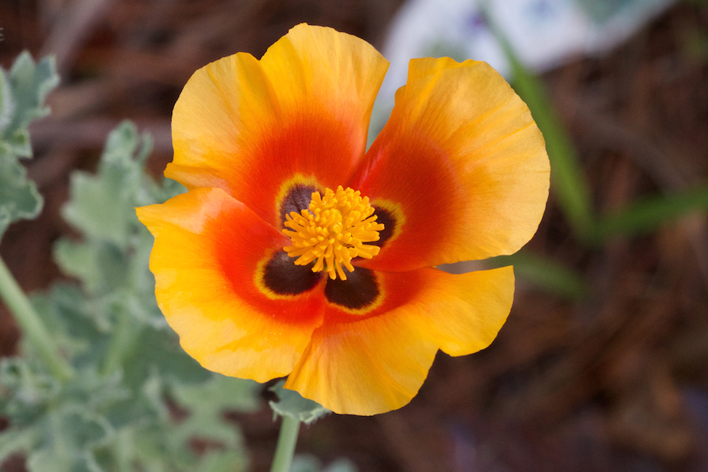 Grand-flowered Horned Poppy (Glaucium grandiflorum)