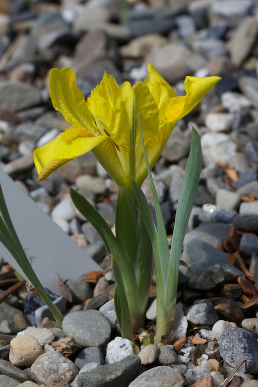 Iris manchurica 