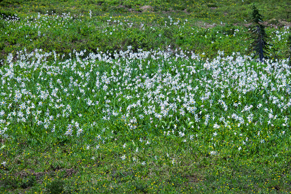 Avalanche lilies (Erythronium montanum)
