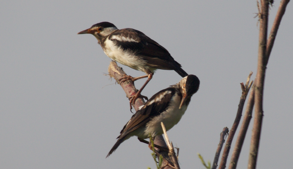 Asian Pied Starlings