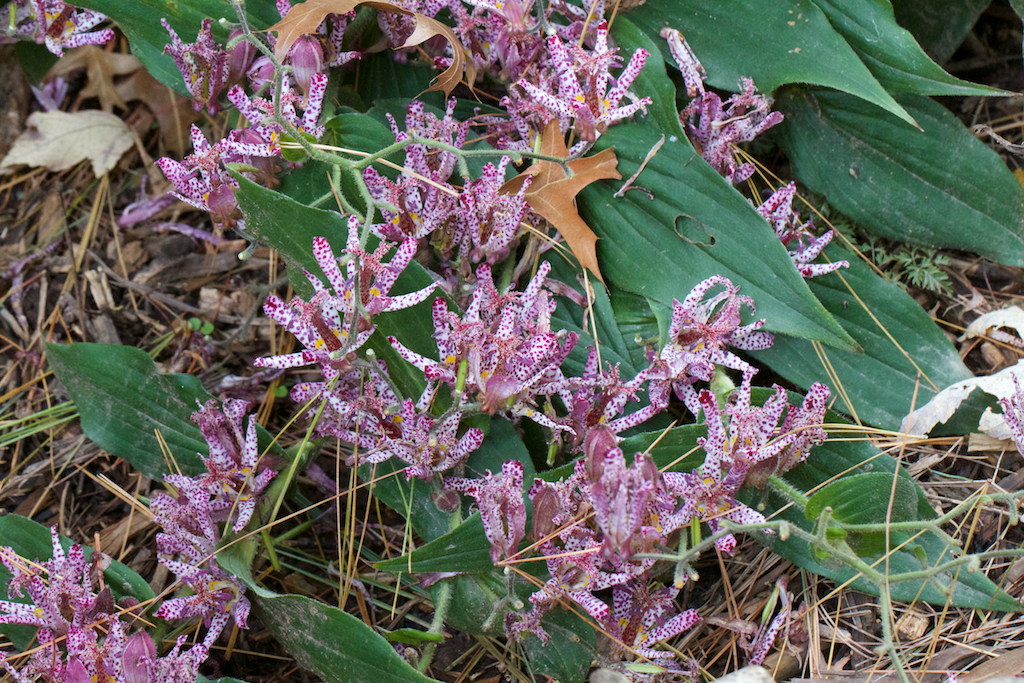 Tricyrtis 'Sinonome' overloaded with flowers