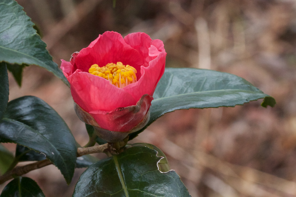 Camellia japonica 'April Tryst'