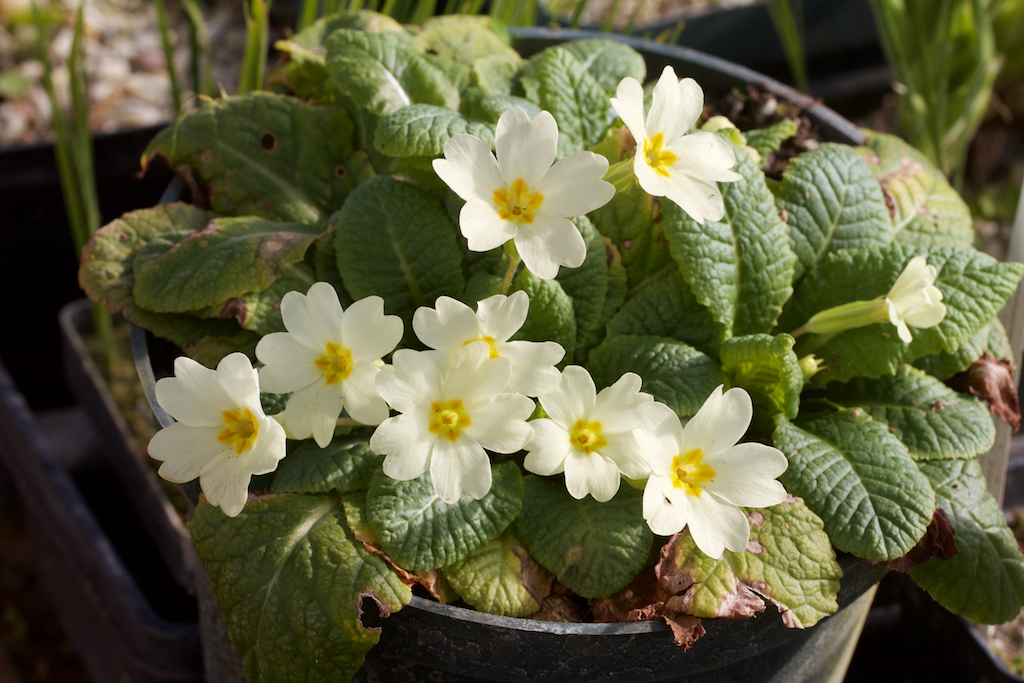Primrose vulgaris in the greenhouse