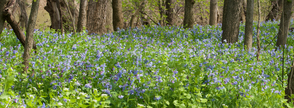 A sea of bluebells