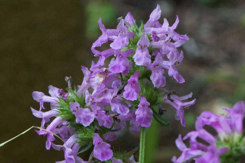 Stachys officianalis