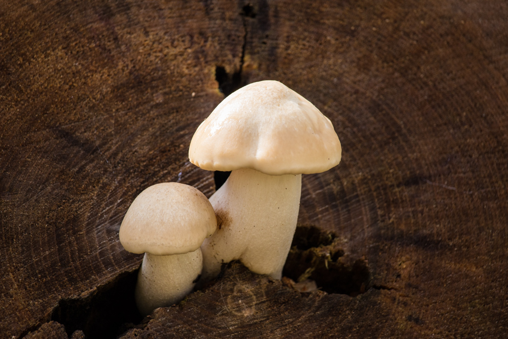 Pure White Mushroom
