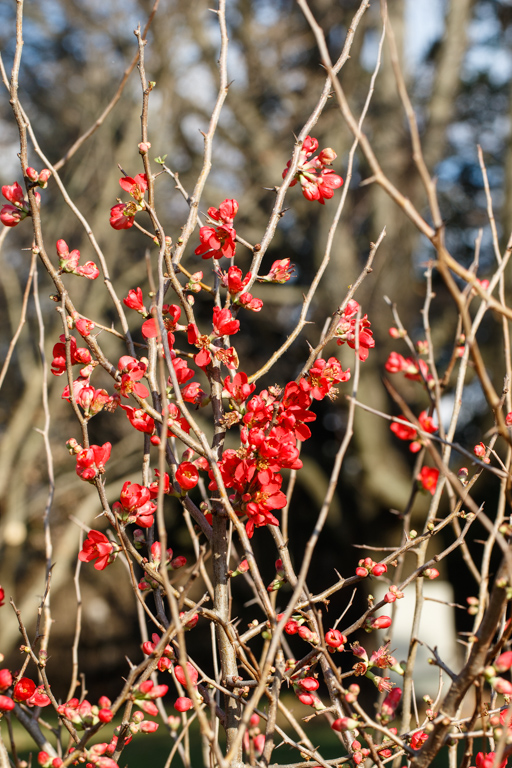 Japanese Quince in bloom