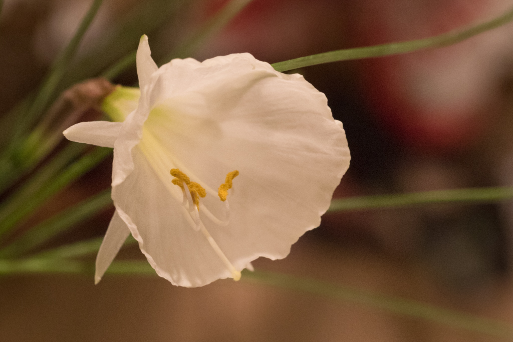 Narcissus cantabricus 'Peppermint'