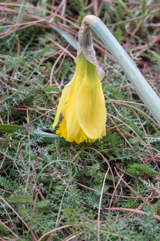 First Daffodil (probably Rijnveld's Early Sensation)