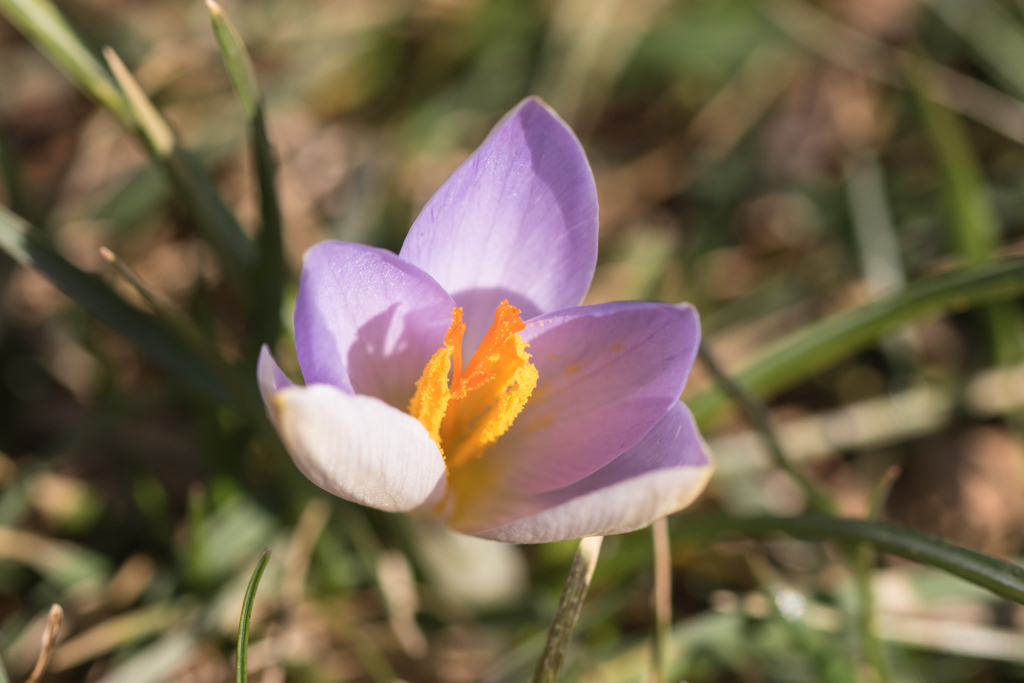 Small mixed species crocus in the lawn