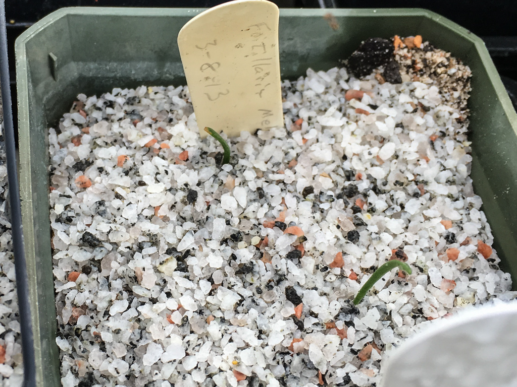 Fritillaria meleagris seedling