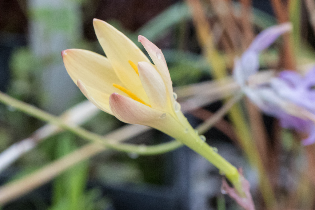 Labeled Tulipa sprengeri, (Zephyranthes dicrhomata?)