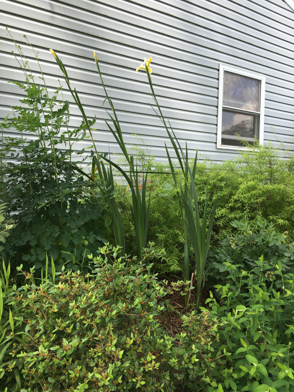 Spuria Iris 'Shelford Giant' showing height