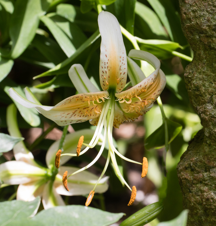 Lilium henryi hybrid 'Madame Butterfly'