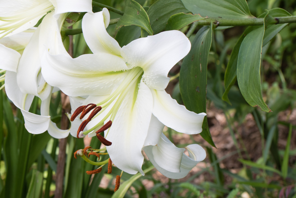 Oriental Lily 'Casablanca'