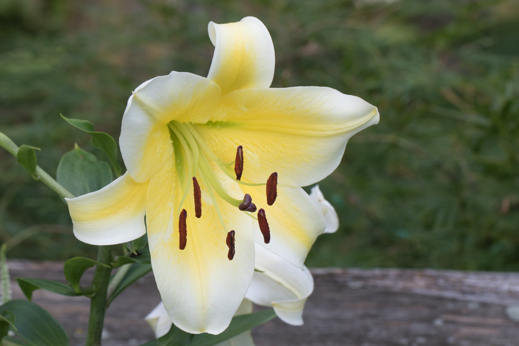 Oriental lily ‘Time Out’