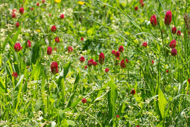 Crimson Clover