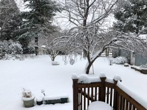 Backyard after fresh snowfall