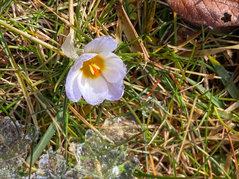 Signs of Spring
